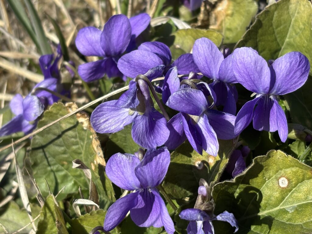 Veilchen - Viola odorata