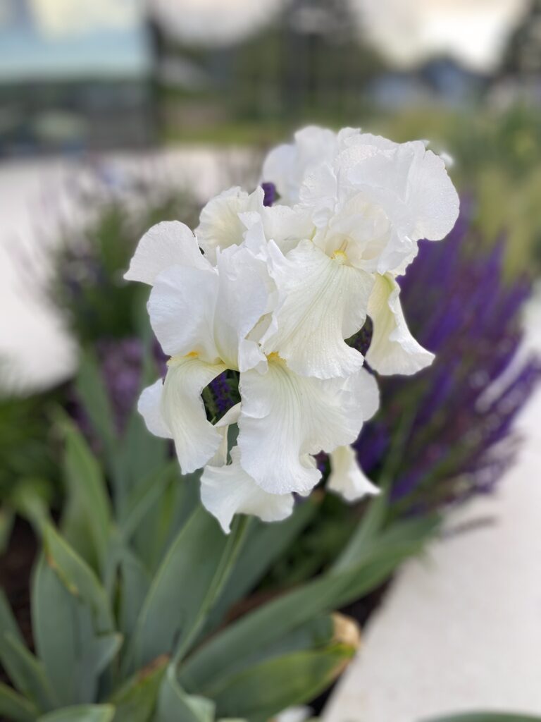 Weiße Blüte der Schwert-Lilie 'Cliffs of Dover'