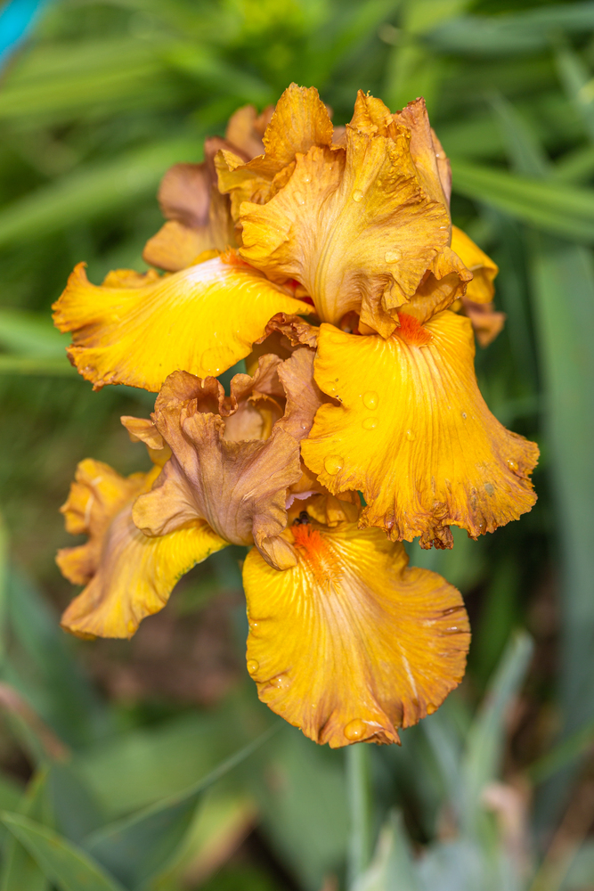 Iris barbata Tabac Blond i