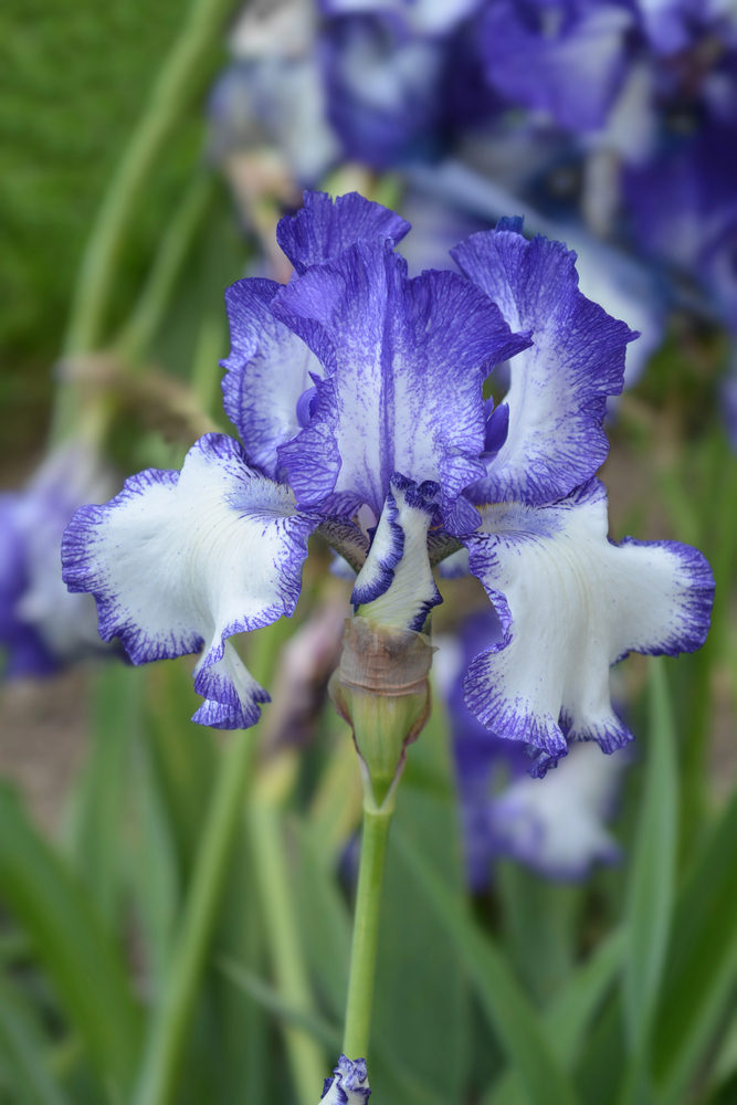 Iris-barbata-elatior-Blue-Staccato