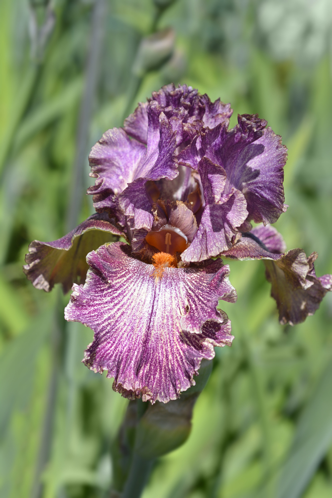 Iris-barbata-elatior-Queen-in-Calico