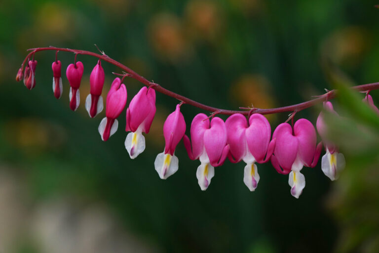 Dicentra spectabilis