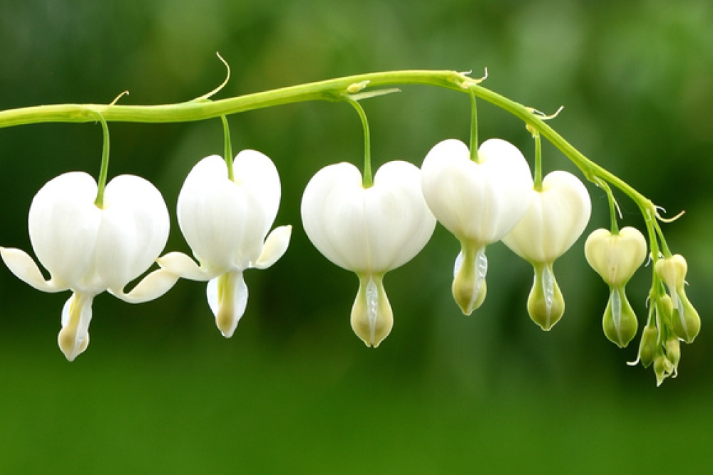 Dicentra spectabilis 'Alba'