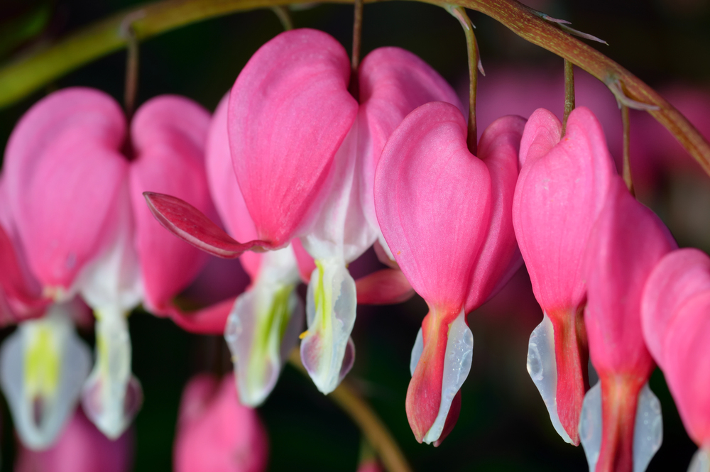 Dicentra spectabilis