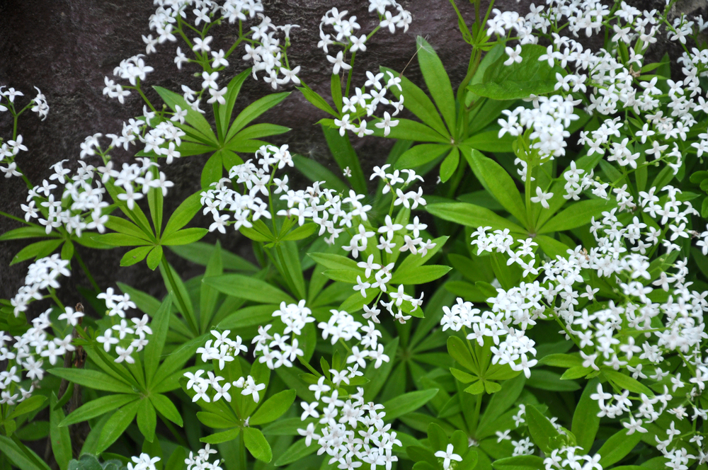 Galium odoratum