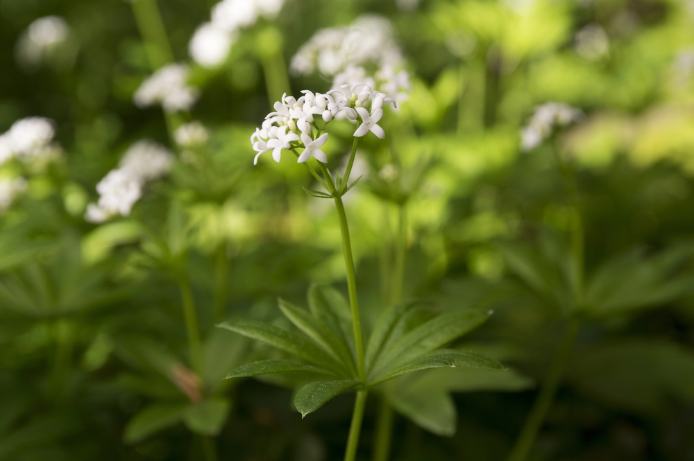 Galium odoratum