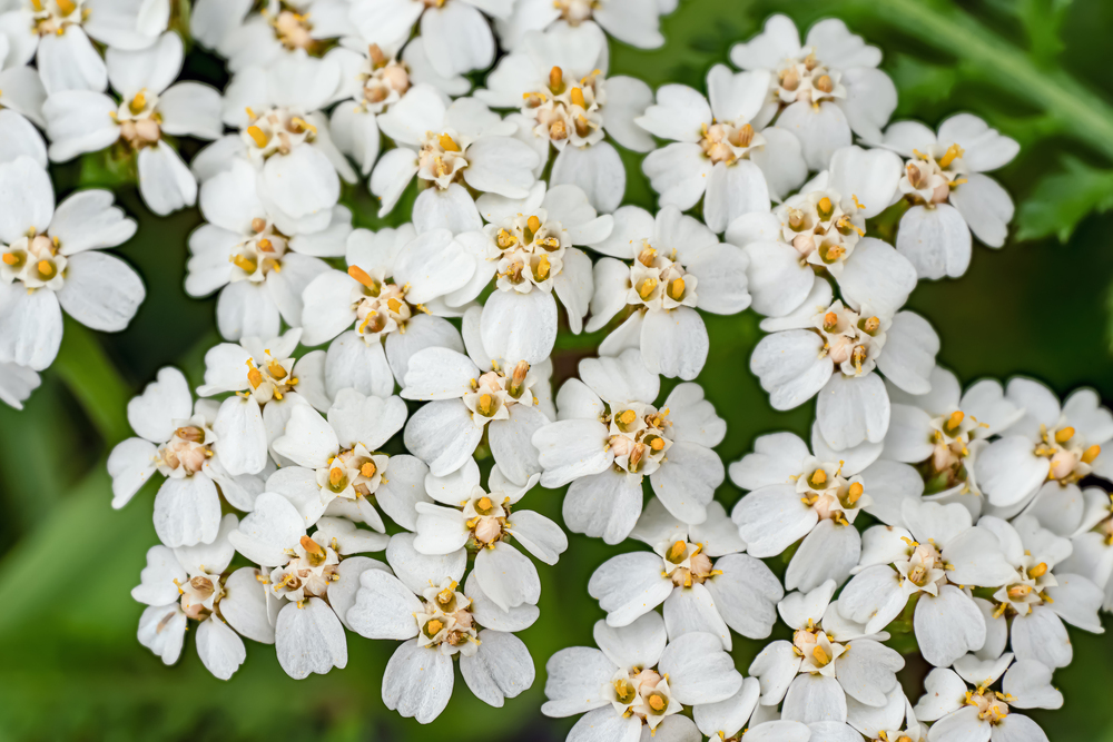 Schafgarbe (Achillea millefolium)