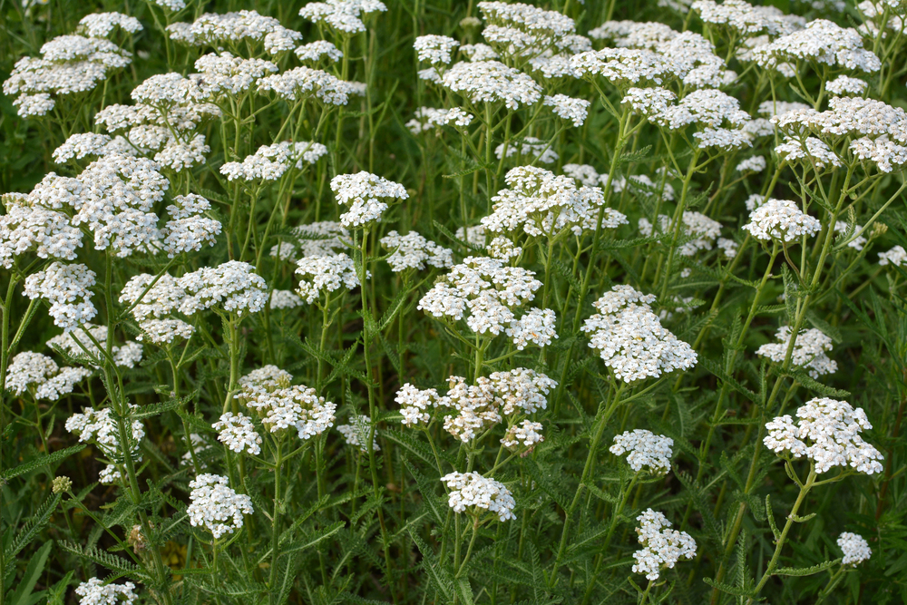 Schafgarbe (Achillea millefolium)