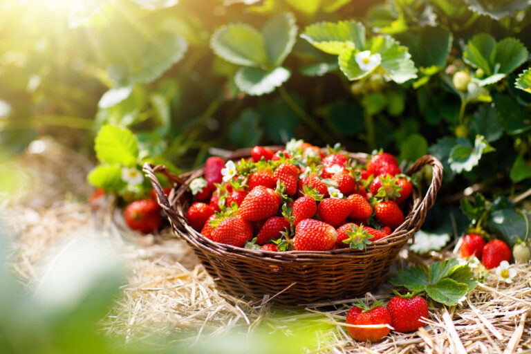Erdbeeren in einem Holzkörbchen auf Strohuntergrund