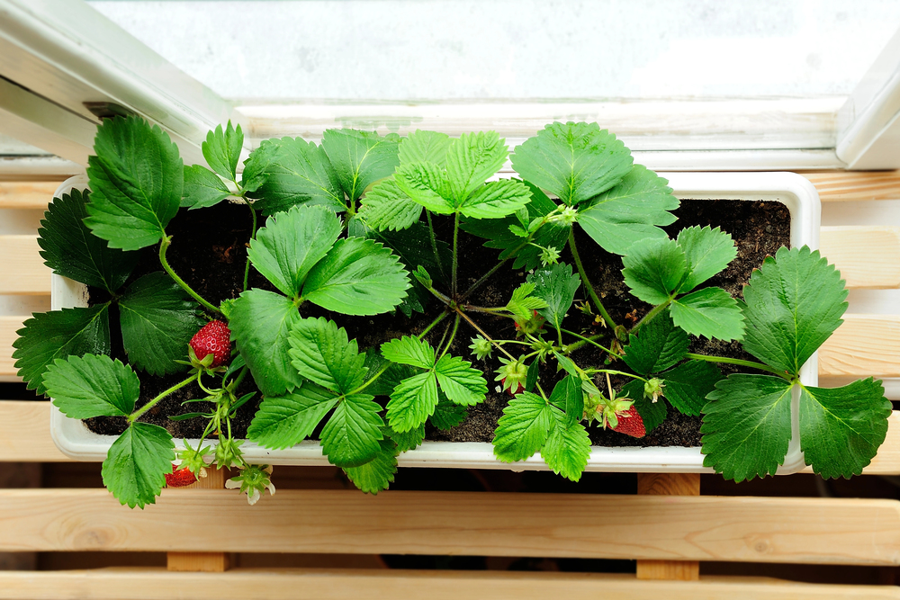 Erdbeeren auf dem Balkon 1
