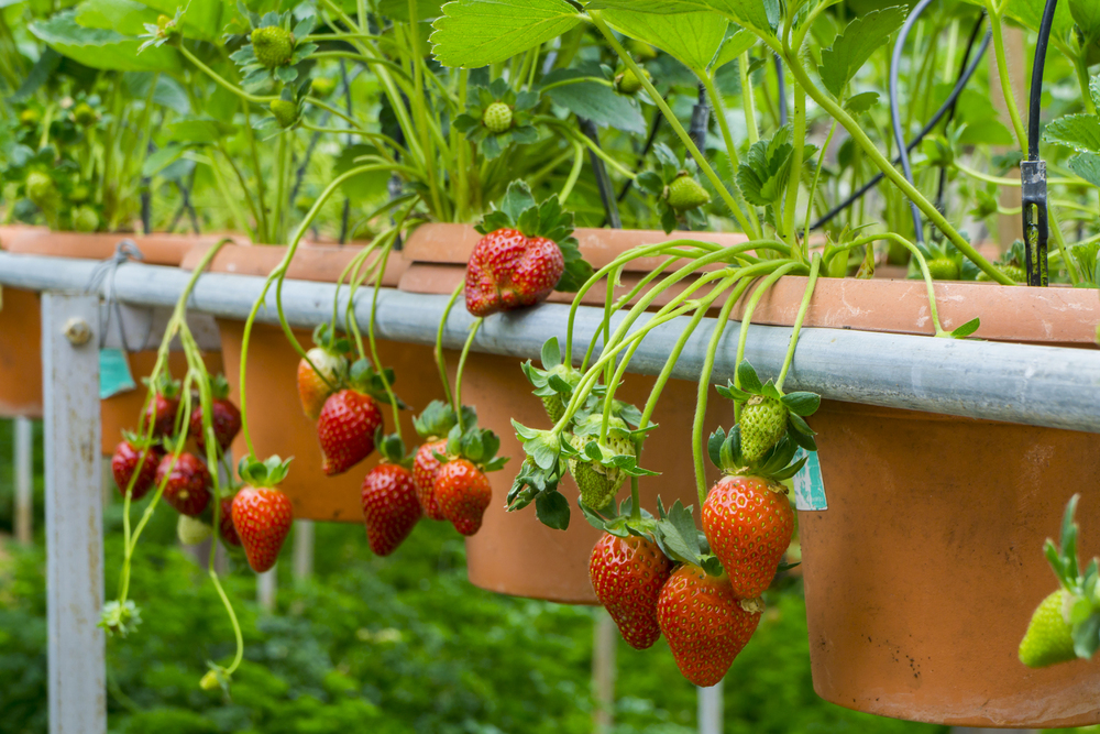 Erdbeeren auf dem Balkon 2