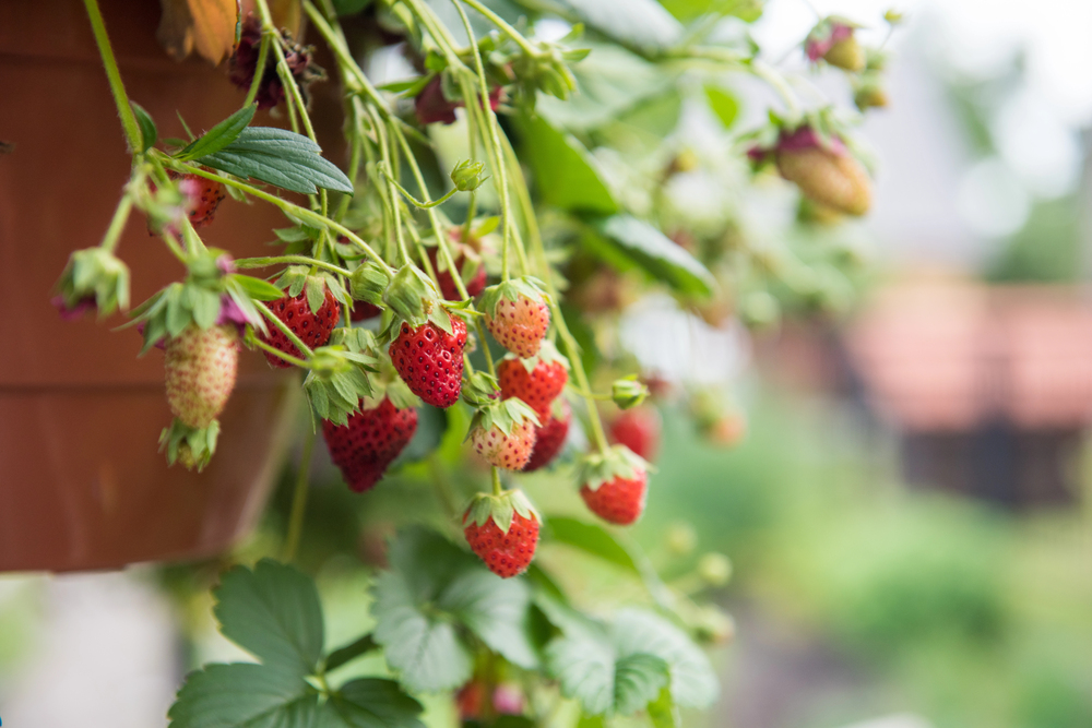 Erdbeeren auf dem Balkon 3