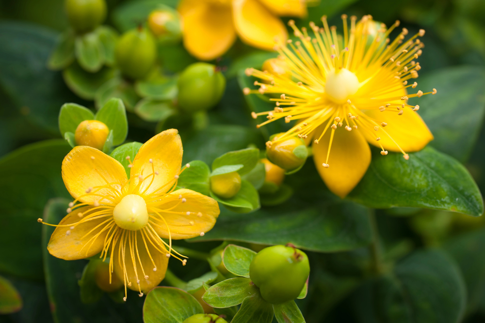 Johanniskraut (Hypericum perforatum)