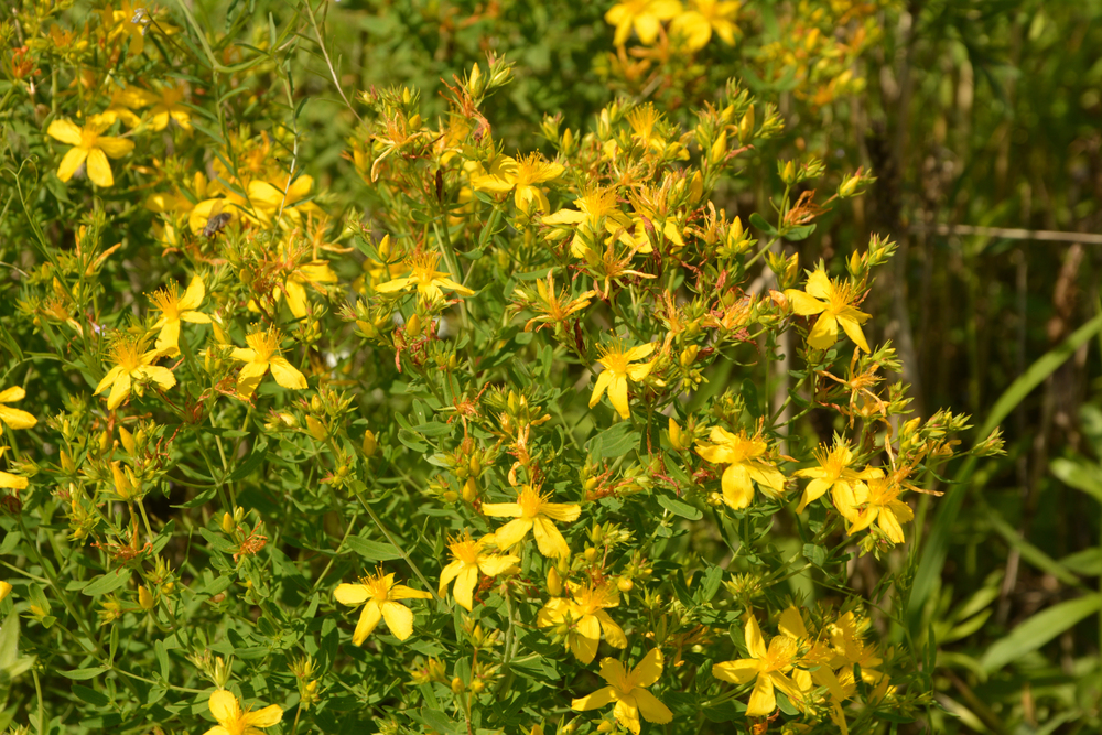 Johanniskraut (Hypericum perforatum)