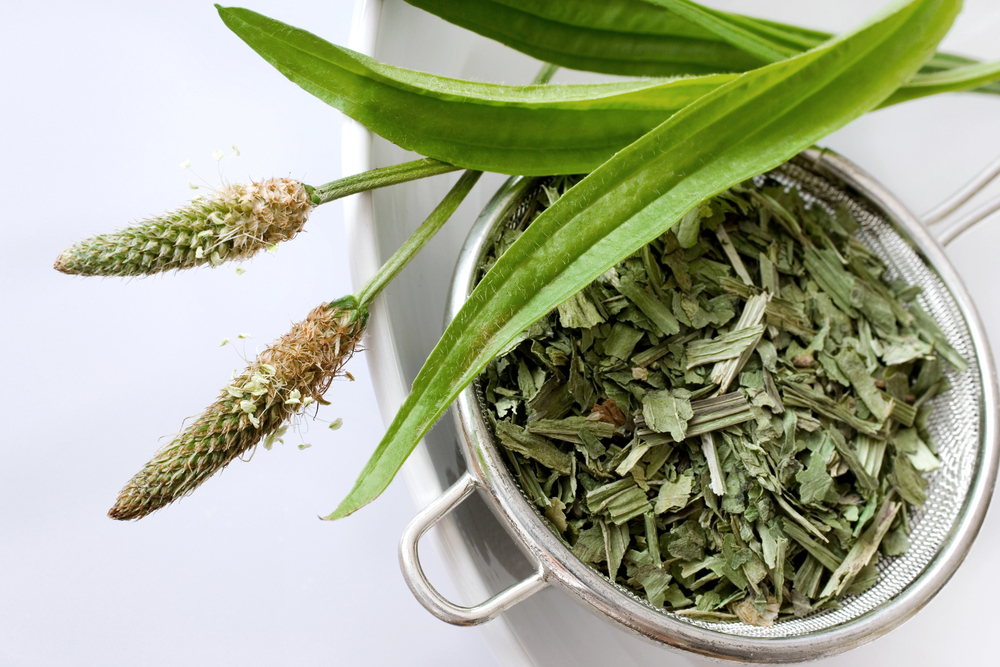 Plantago lanceolata