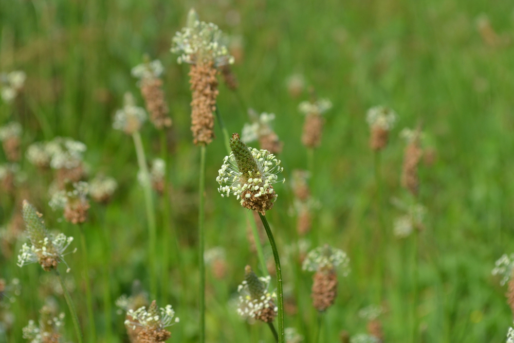 Plantago lanceolata Blüte