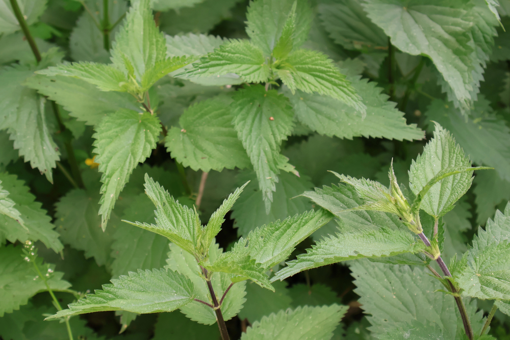 Urtica dioica