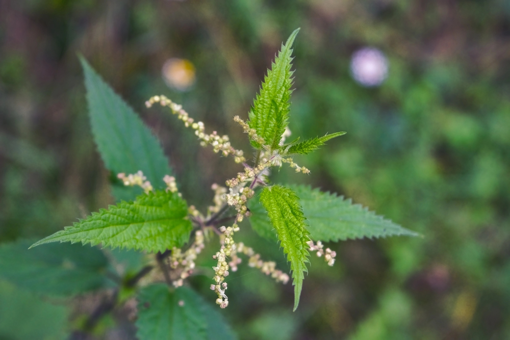 Urtica dioica Blüte
