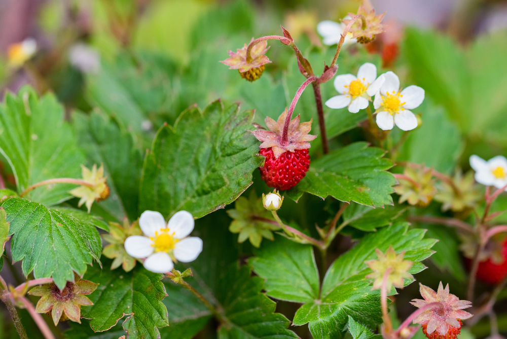 Fragaria vesca - Wald-Erdbeere